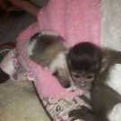 Tame baby capuchin monkey for sale now