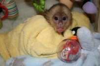 Home Raised Capuchin Monkeys available