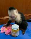 Very sweet Capuchin entertaining monkey