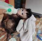 Tame baby macaque monkey for adoption