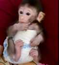 Rhesus macaque monkey for sale locally