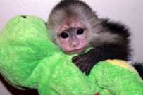 Lovely male and female Capuchin Monkeys
