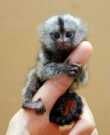 We have two beautiful Finger Marmoset Mo