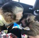 Smart baby capuchin monkey for adoption