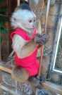 Pet baby capuchin monkey for sale