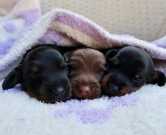 Male and female dachshund puppies