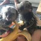 Marmosets Monkeys Available Now