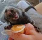 Playful Marmoset monkeys for adoption