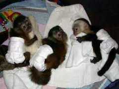 Family Raised capuchin monkeys Available FOR ADOPTION