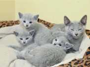  Blue kittens for sale