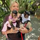 Pet raise baby capuchin monkey for sale