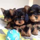 Male And Female Yorkie Puppies.