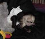 Sweat vet check baby capuchin monkeys