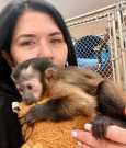 Baby capuhcin monkey for adoption now
