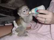 Rhesus macaque monkey for adoption today