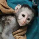 Intelligent pigtail monkey for sale now