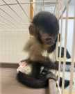 Healthy and tamed capuchin monkey for ad