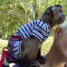 Top train capuchin monkey for sale today