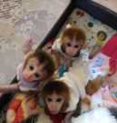 Marvelous pigtail monkey for sale today
