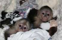 Lovely Male and Female Capuchin Baby Monkeys For Pet Homes