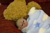 Adorable and Sweet Capuchin Monkeys