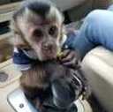 Gift Capuchin Monkeys For Good Homes.