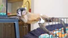 Re-homing top capuchin monkey for sale