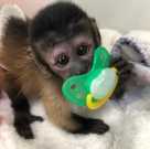 Healthy Baby Capuchin Monkeys for sale, 