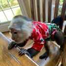 Intelligent Baby Capuchin monkeys