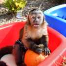 Beautiful Female Capuchin Monkey For