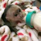 Adorable baby capuchin monkey for sale