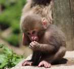 Perfect macaque monkey for sale locally