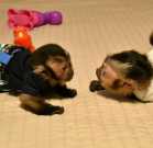 Chapuchin and Marmoset monkeys for sale