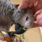 Amazing male and female African gray par