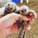 Cute, Healthy Marmoset Monkeys for sale