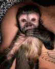 Pet healthy capuchin monkey for sale