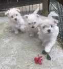 Maltese &amp; Bichon Puppies For Sale
