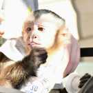 Well Raised male female Capuchin monkeys
