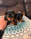 Playful Teacup Yorkie Puppies for Sale