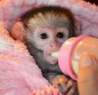 Extra Adorable baby capuchin monkeys.