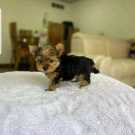 yorkie.for_sale_350727301_961519928431315_40028171