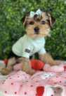 Beautiful kc well bred Yorkie pup