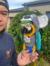 Cute bxg macaw parrot for sale!