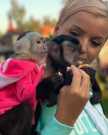 Cute and well trained Capuchin Monkeys.