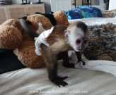 Beautiful Capuchin Monkeys for sale New