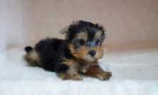 Yorkshire Terrier puppies available