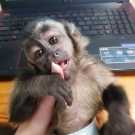 Quality Male and Female Capuchin Monkey