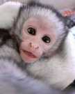 Baby macaque monkey for sale 50% off