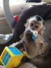 Available Capuchins Monkey For A Good