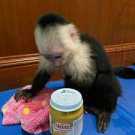 Adorable Little Capuchin Monkey for Sale
